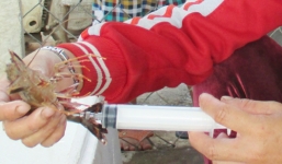 Bắt quả tang cơ sở bơm bột rau câu vào tôm